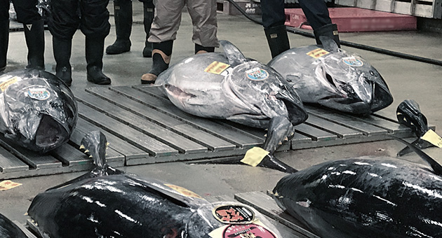 築地でのマグロ競り